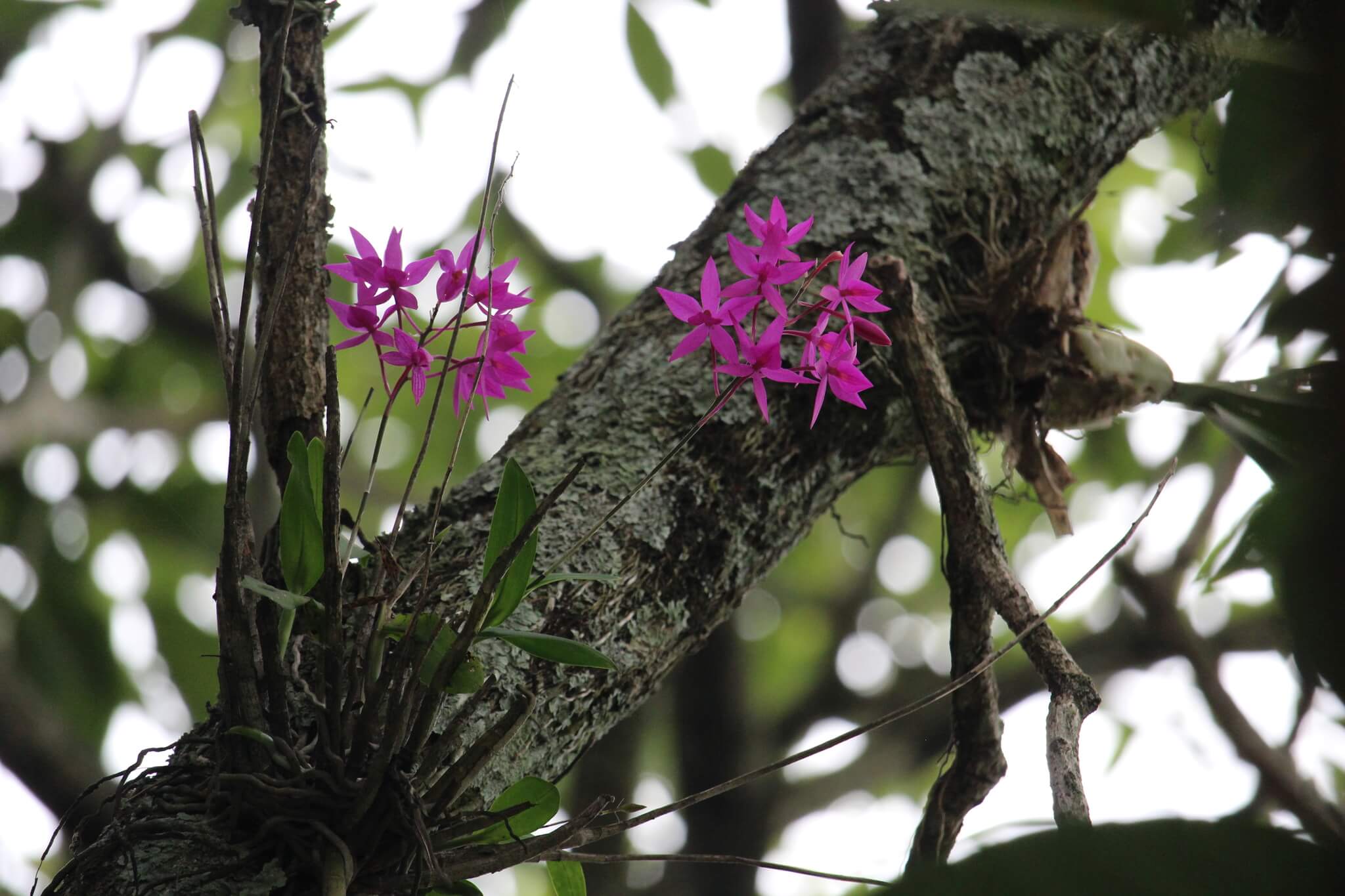 Barkeria skinneri